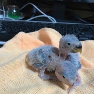 コザクラインコ雛です。