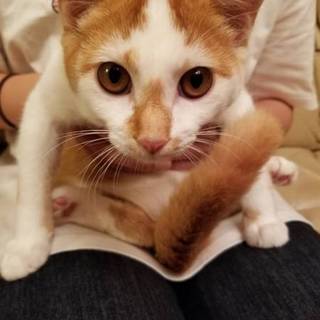 おっとり茶白男子