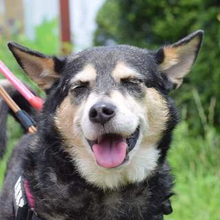 楽々散歩、飼いやすい