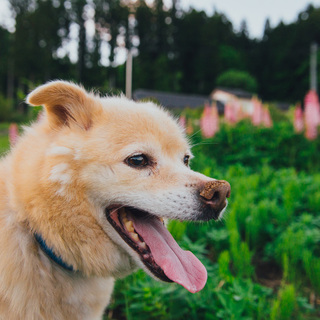 求む！8年ぶりの家族生活（優男シロより）