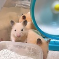 キンクマハムスター 赤ちゃん