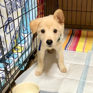 里親さま決まりました☆
