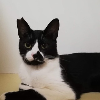 ★猫柄のイケテル白黒猫おっとり男子★