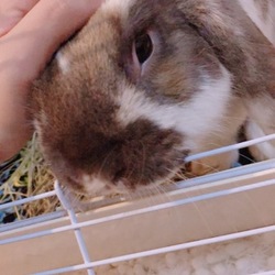 今日のチューイ