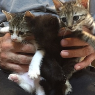 ９・７昭和町猫カフェの譲渡会に参加！