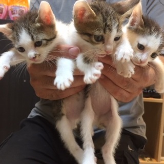 ９・７昭和町猫カフェの譲渡会に参加！