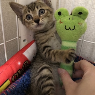 ★ベンガル風？一ヶ月半の女の子★