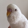 パンちゃん55