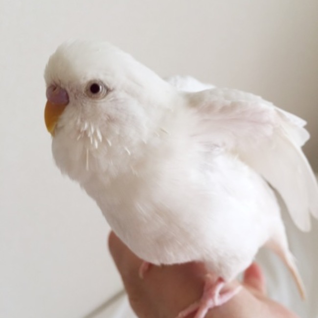 パンちゃん55のカバー写真
