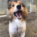 シェルティーのみそ吉君