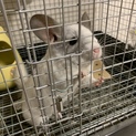 チンチラ 小動物