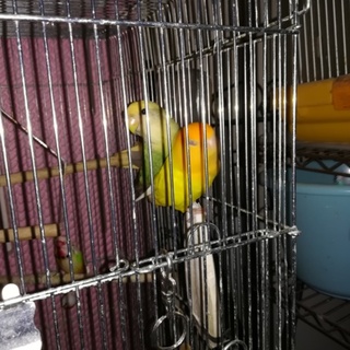 コザクラインコのキウイとマンゴー