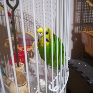 セキセイインコのカップル？