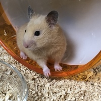 雫