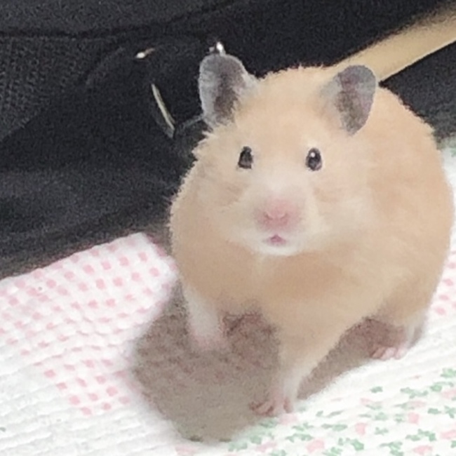 ネズミちゃんと！のカバー写真