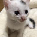 【一旦休止】5兄妹のシッポが茶シマさんです