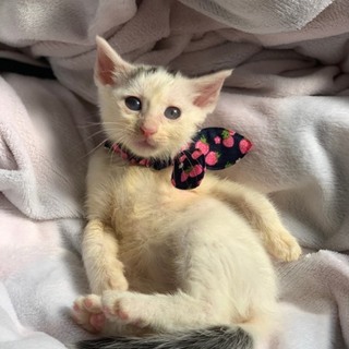 マイペースで甘えた頭の点々がかわいい男の子