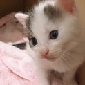 【一旦休止】白にキジトラ混じりちゃん