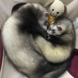 1歳のフェレット2匹、里親募集です。