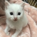 【一旦休止】白にシッポだけ黒さん