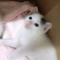 白に一点だけ黒さん