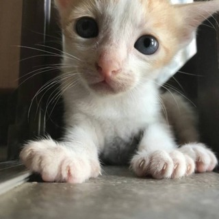 茶白の仔猫ニャン♡