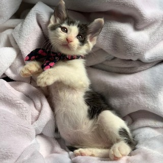 耳の大きな元気いっぱいの男の子