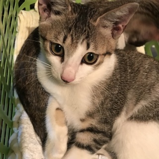 イケメン子猫兄です。