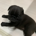 パグ の子犬の里親募集【応募終了】