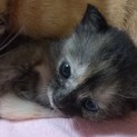 生後22日目のチャーミングな黒茶子猫ちゃん