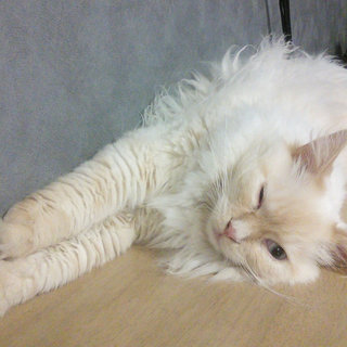 とても人懐っこいラグドール２歳