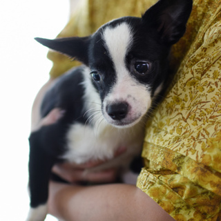 ＜募集停止＞仔牛にみえる子犬、人懐こいモーちゃん