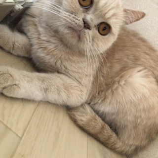 かぐやちゃん　推定1歳