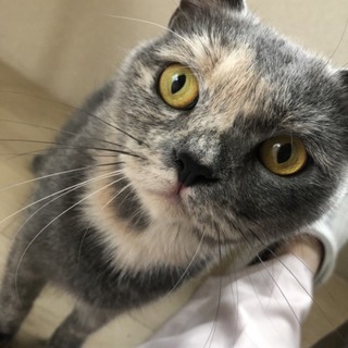 千歌（ちか）ちゃん　推定３歳