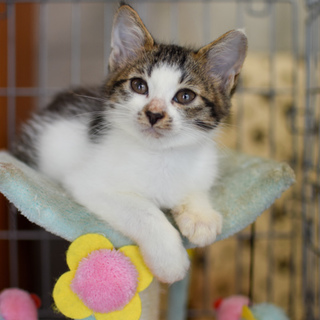 多頭飼育崩壊現場から保護した美猫のノエちゃん