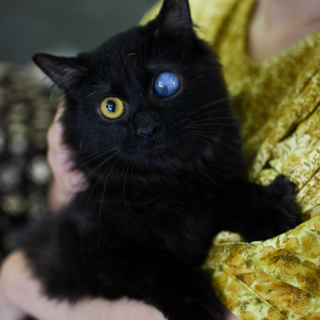 ＜9/8譲渡会参加＞崩壊現場から保護した夜空ちゃん