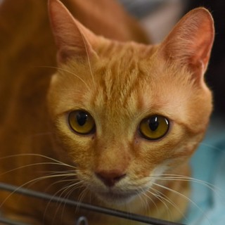 崩壊現場から保護した甘えん坊なマロンくん