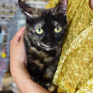 多頭飼育崩壊現場から保護したシモーヌ