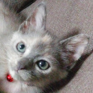 募集一時停止サビ柄★ゆりちゃん