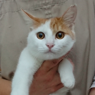 人馴れ抜群の可愛い茶白ちゃん♪