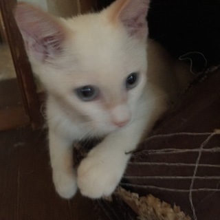 やんちゃなシャムmixの男の子、ボン君