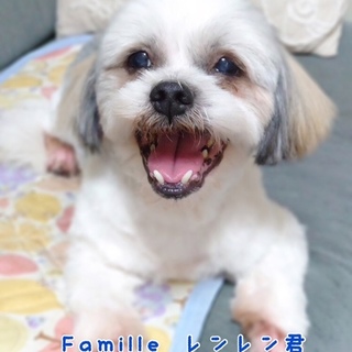 マルシーズ(mix)    レンレン君 里親募集中