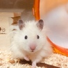 はむんぽさん
