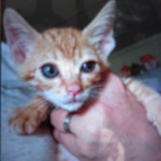 赤ちゃんです！1ヶ月未満位ですー