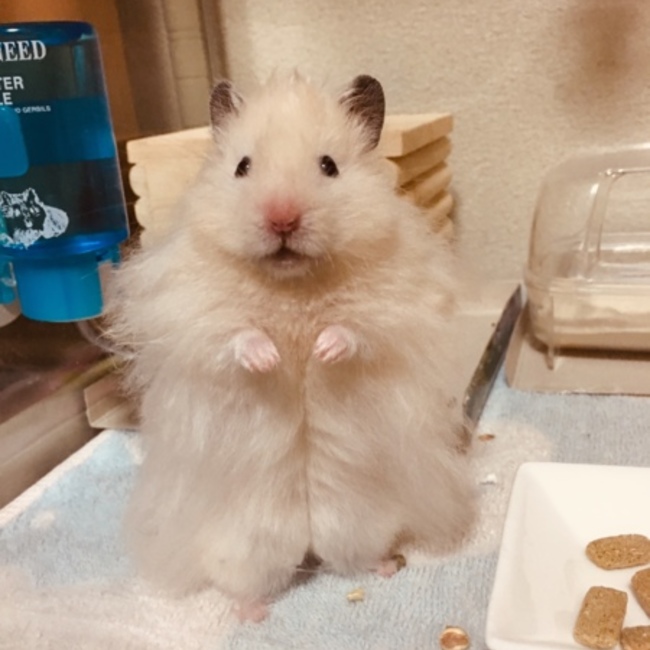 はむんぽのカバー写真