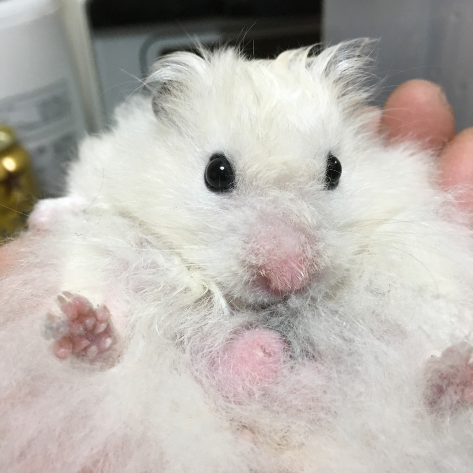 わたあめくんのカバー写真