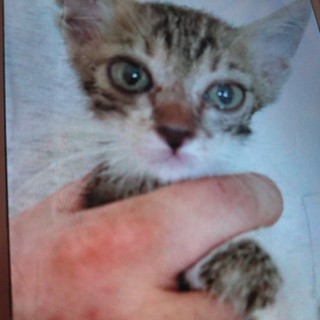 赤ちゃんです！1ヶ月未満位ですー）