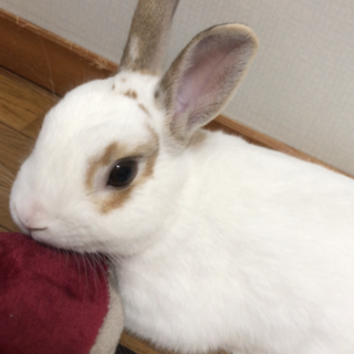 募集中！ネザーランドドワーフ男の子