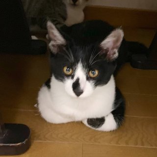 【白黒♂】おっとり甘えん坊！トイトレ済