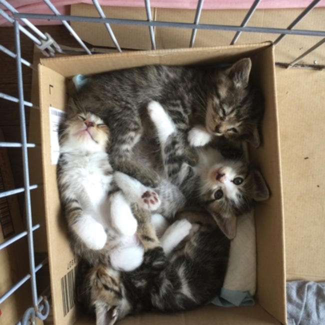 catmaxのカバー写真